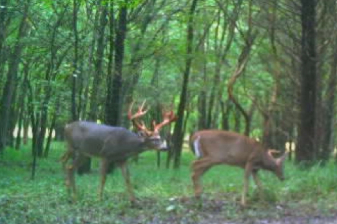 Mississippi Introduces 3Day Velvet Season Mossy Oak